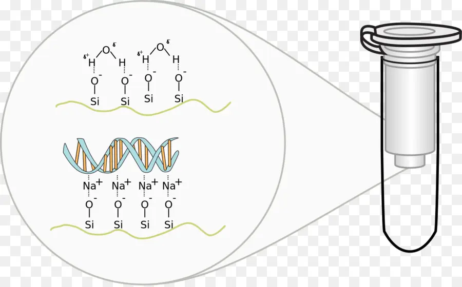 Extraction D'adn，Molécule PNG