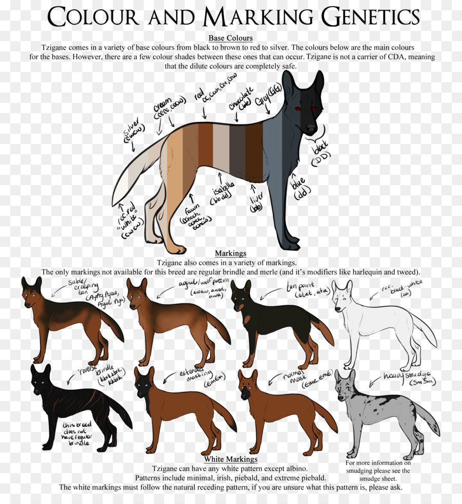 Race De Chien Les Malinois Chien Berger Allemand Png