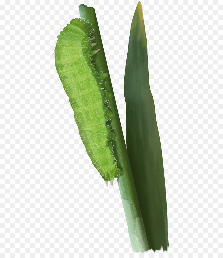 Feuille De Bananier，Légumes PNG