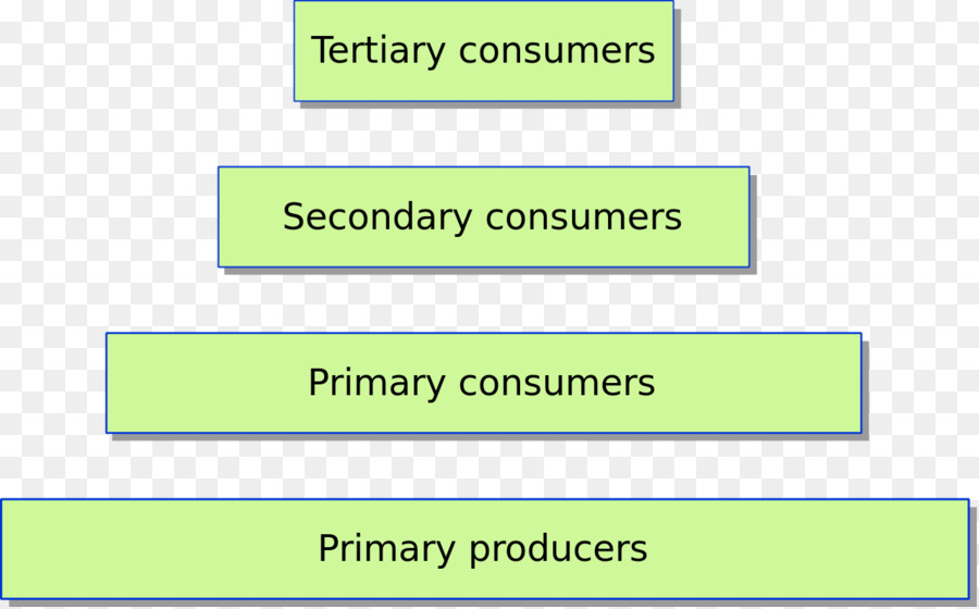 Pyramide De La Chaîne Alimentaire，Écologie PNG