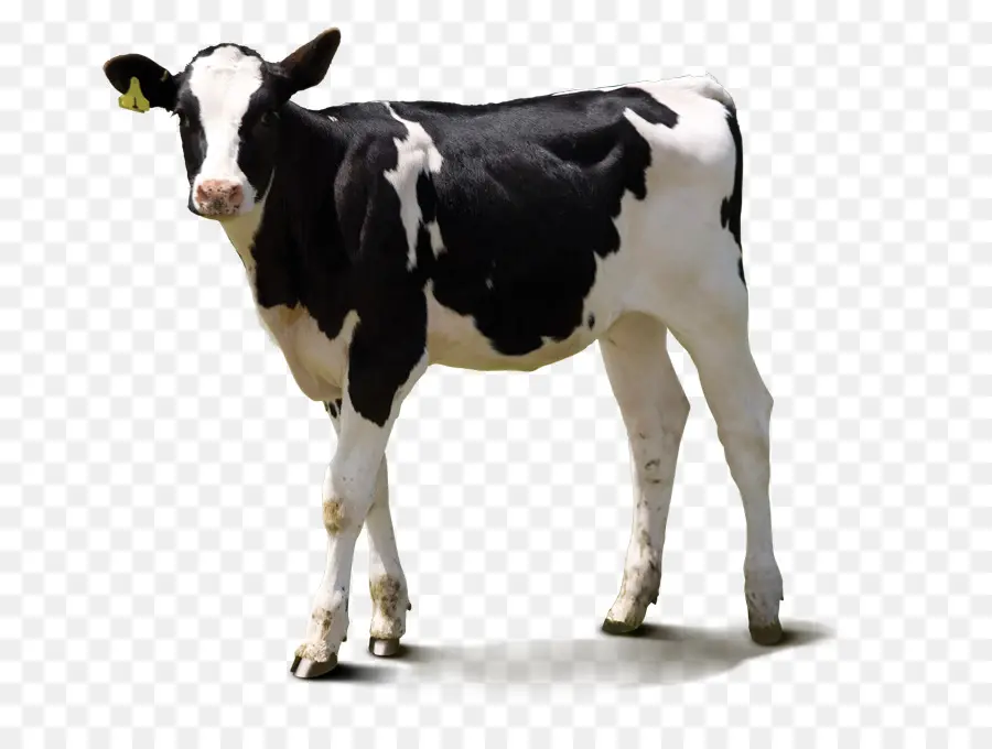 Vache，Bétail PNG