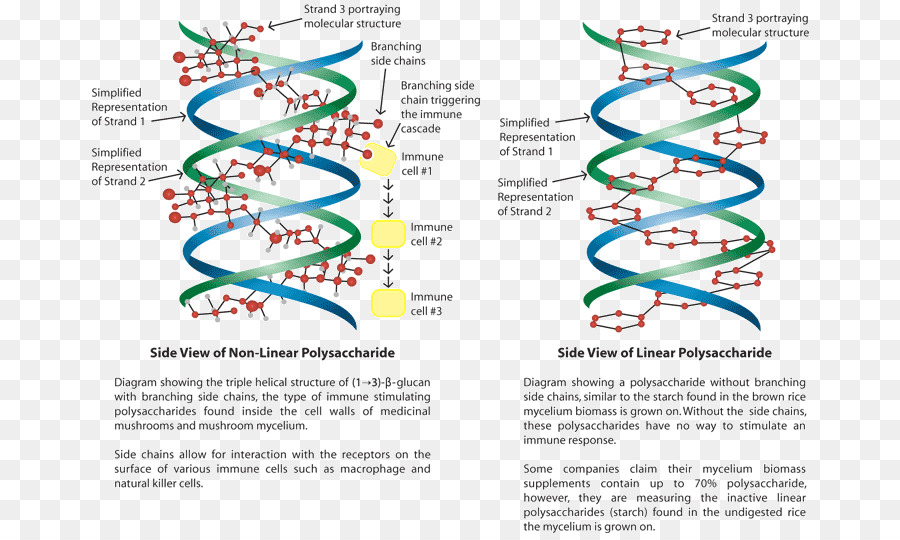 Structure Des Polysaccharides，Molécule PNG