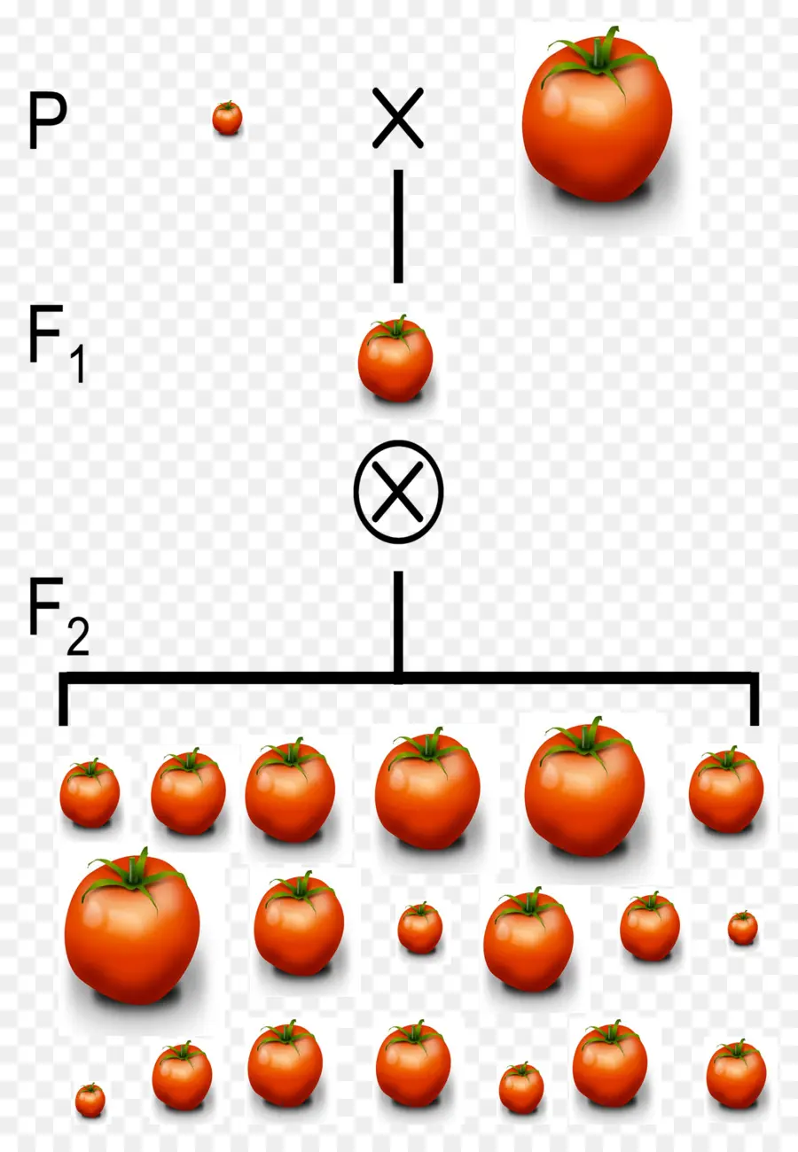 Sélection De Tomates，Usine PNG