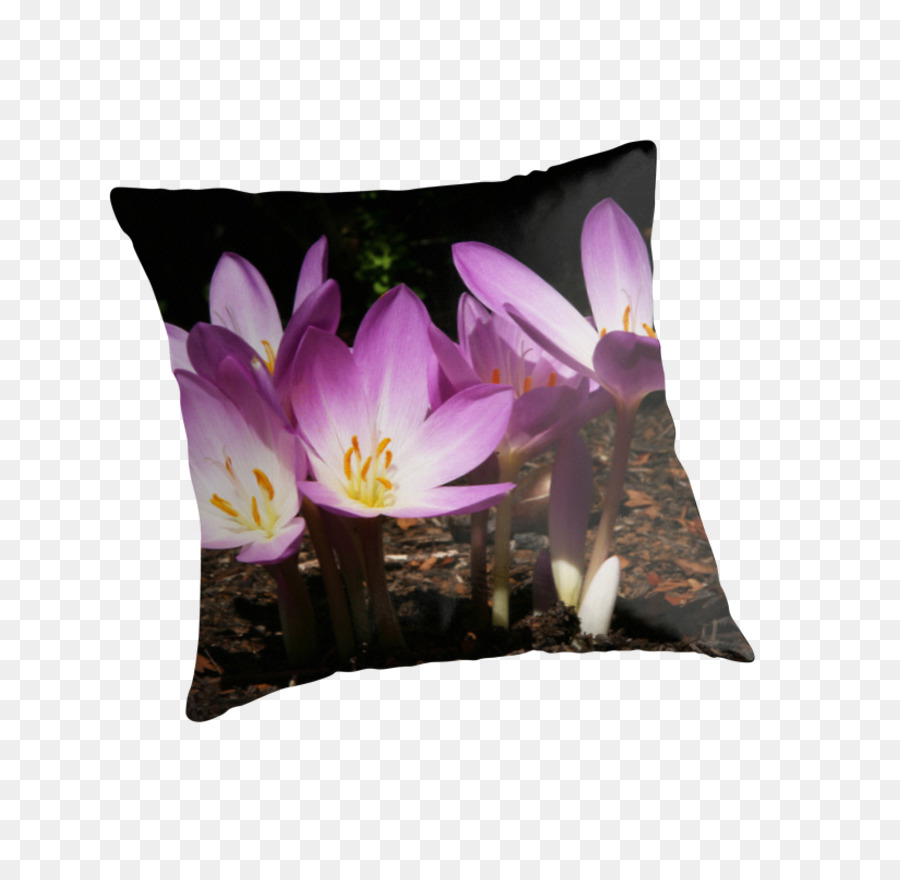 Les Coussins，Coussin PNG