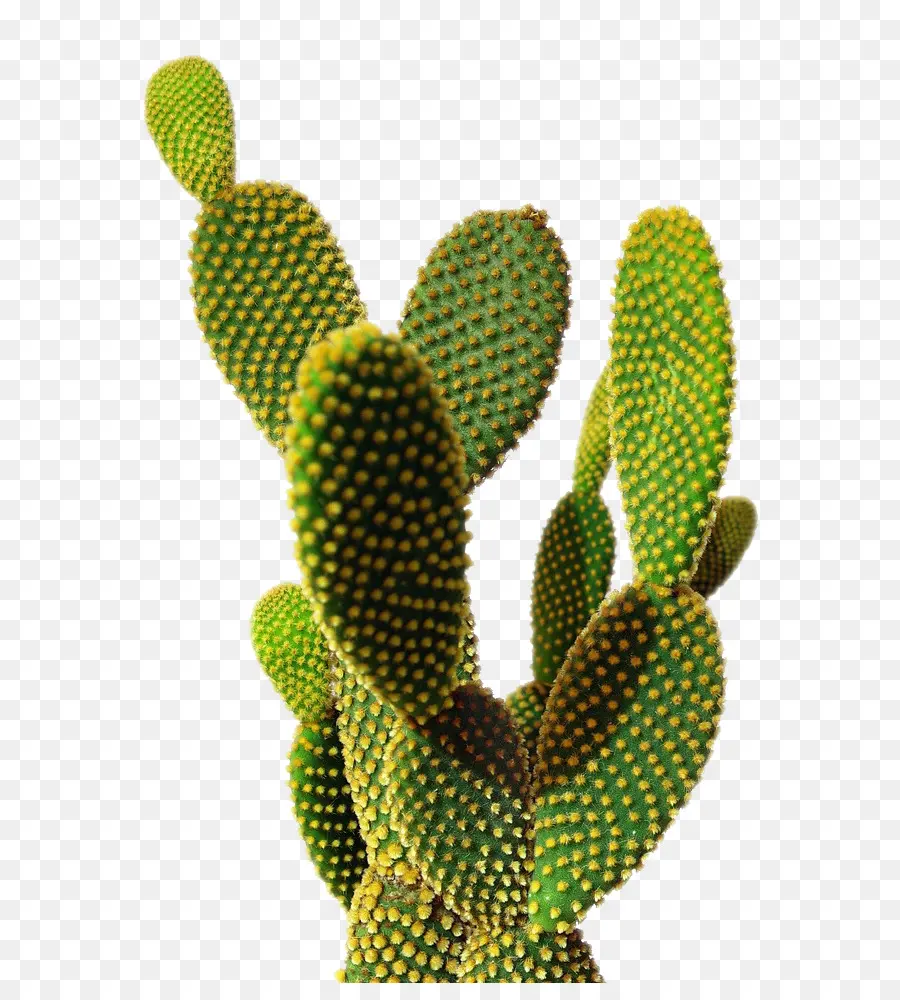 Cactacées，Saguaro PNG