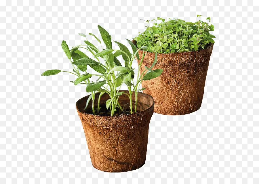 Herbe，L Estragon PNG