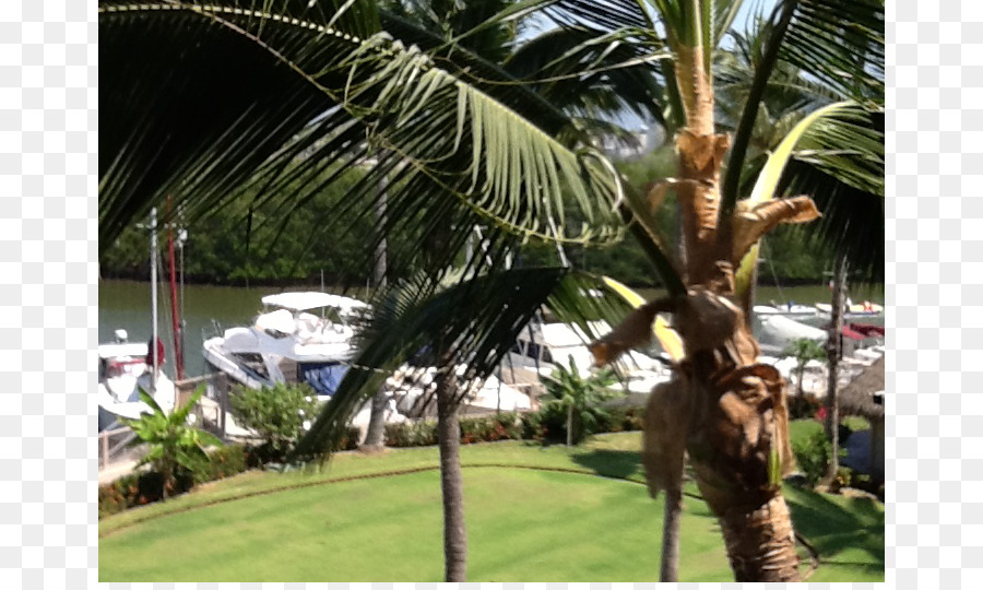 Asiatique De Rônier，La Noix De Coco PNG