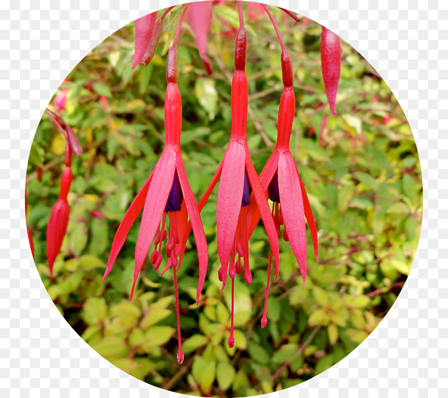 Google Fuchsia，Fuchsia PNG