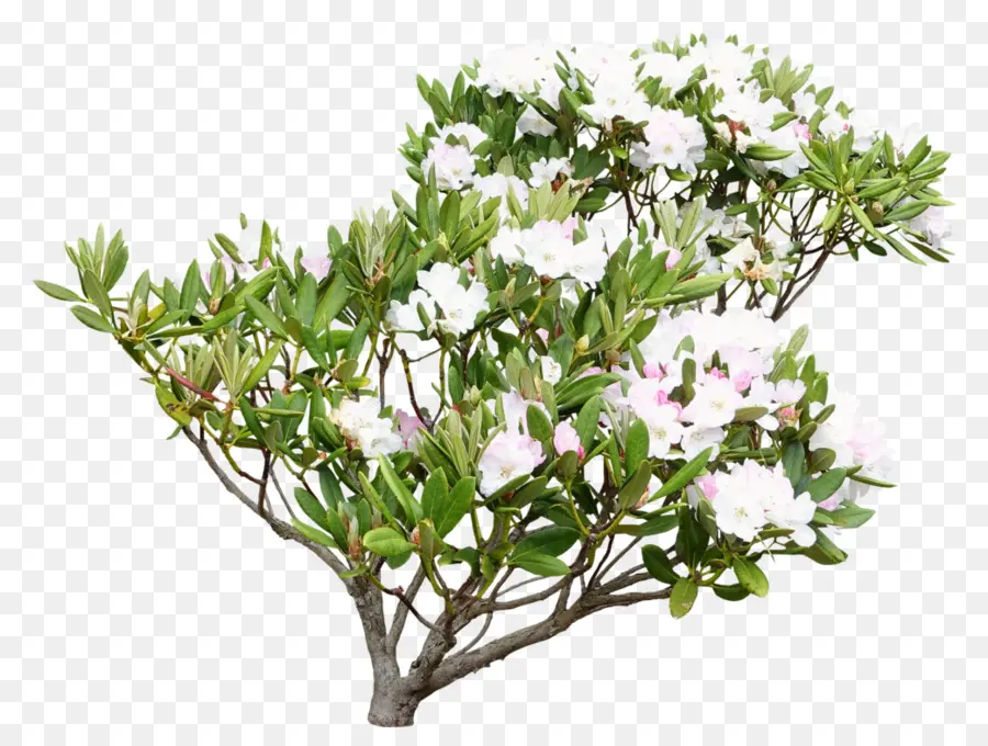 Rhododendron，Arbuste PNG