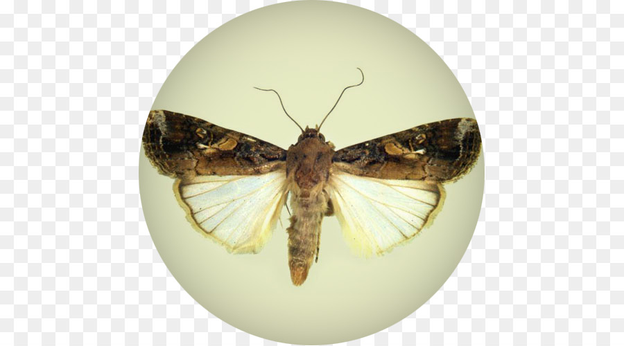 Papillon De Nuit，Vor à L'automne PNG