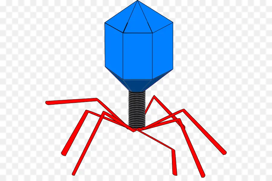 Bactériophage，Phages PNG