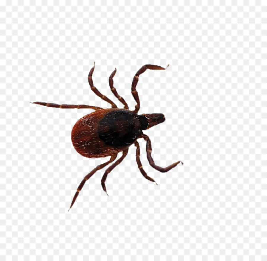 Cocher，Arachnide PNG