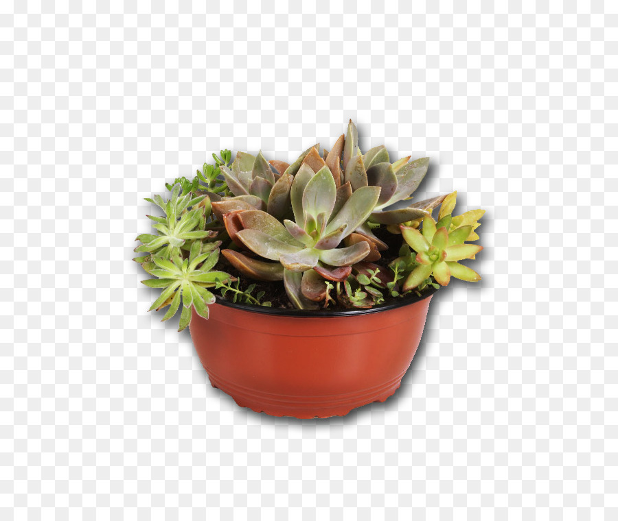 Plante Succulente，Plante D'appartement PNG