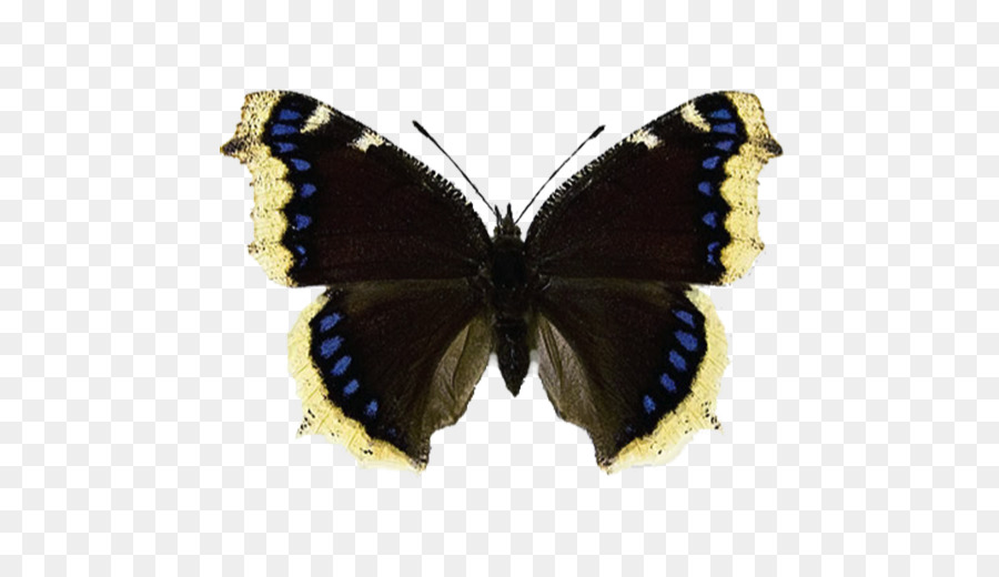 Papillon Noir，Ailes PNG