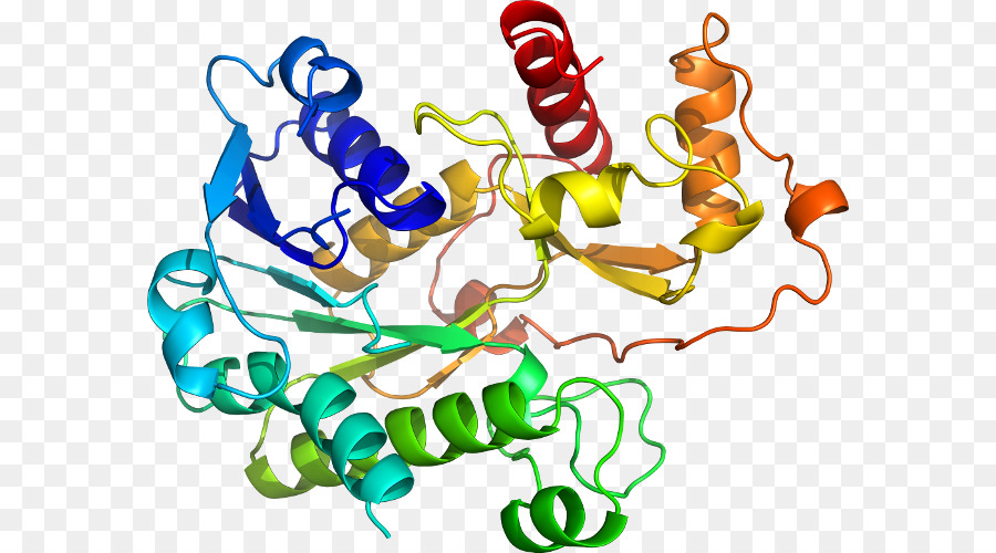 Structure Des Protéines，Molécule PNG