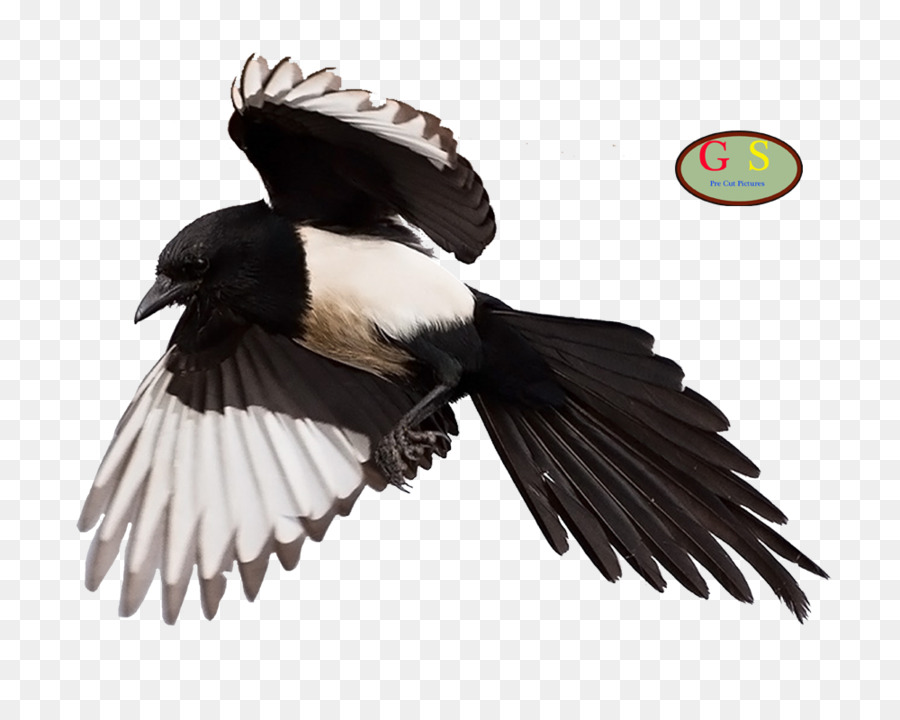 Eurasie Magpie，Vautour PNG