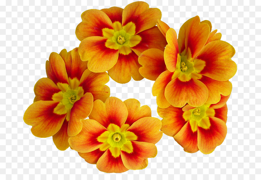 Primrose，Fleur PNG