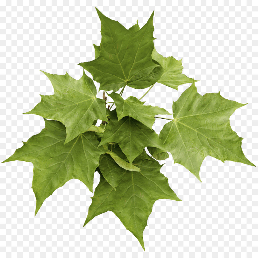 Feuilles Vertes，Feuillage PNG