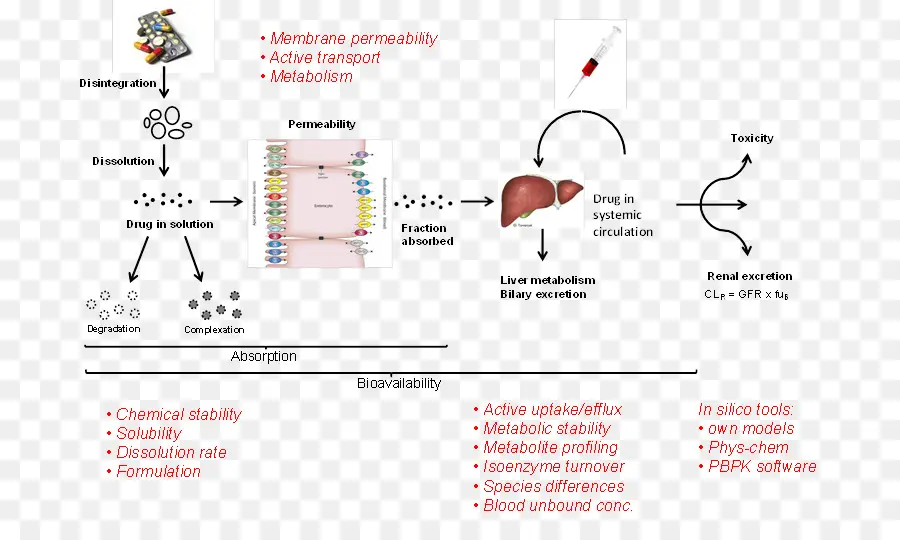 Diagramme D'absorption Des Médicaments，Pharmacocinétique PNG