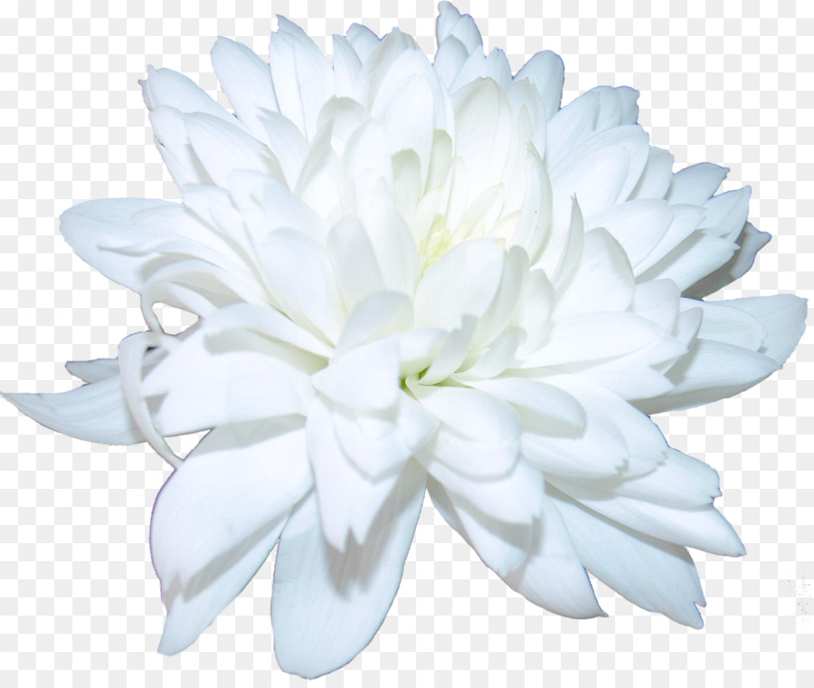 Chrysanthème，Les Fleurs Coupées PNG