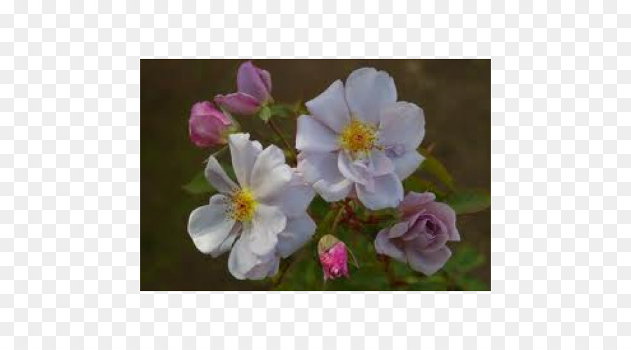 Dogrose，Rose Rubigineuse PNG