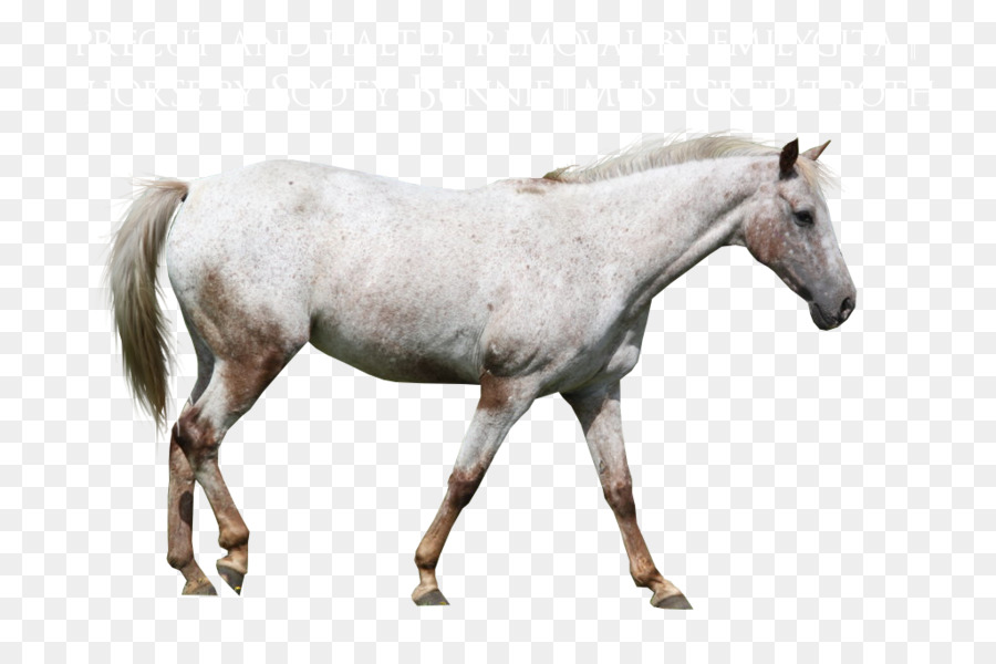 Cheval Noir Et Blanc，Cheval PNG