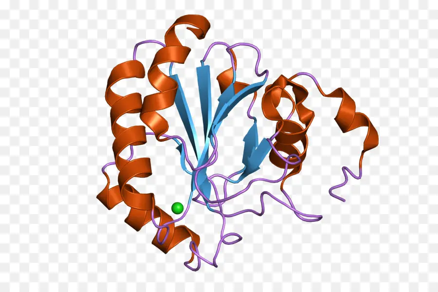 Structure Des Protéines，Biologie PNG