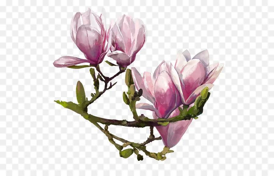 Fleurs De Magnolia，Rose PNG