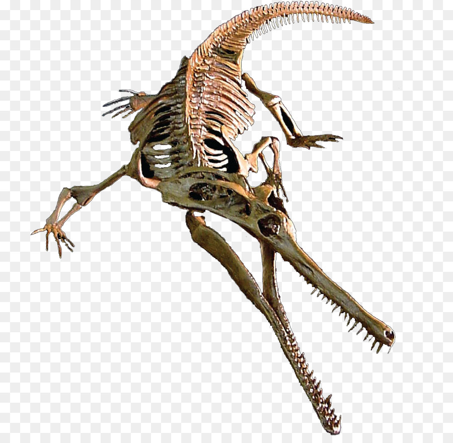 Vélociraptor，Champsosaurus PNG