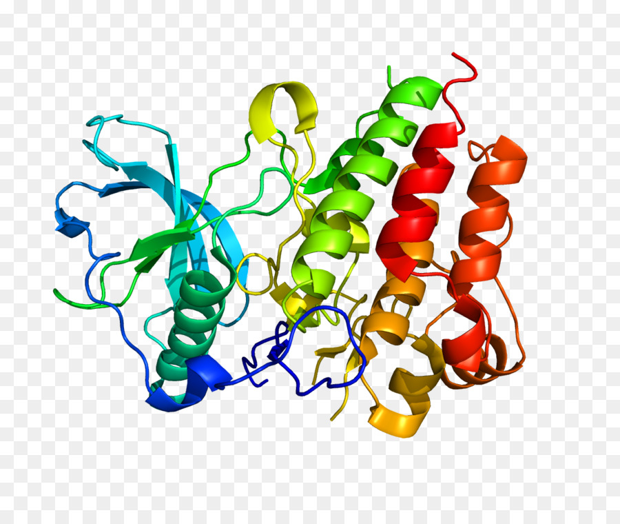 Structure Des Protéines，Molécule PNG