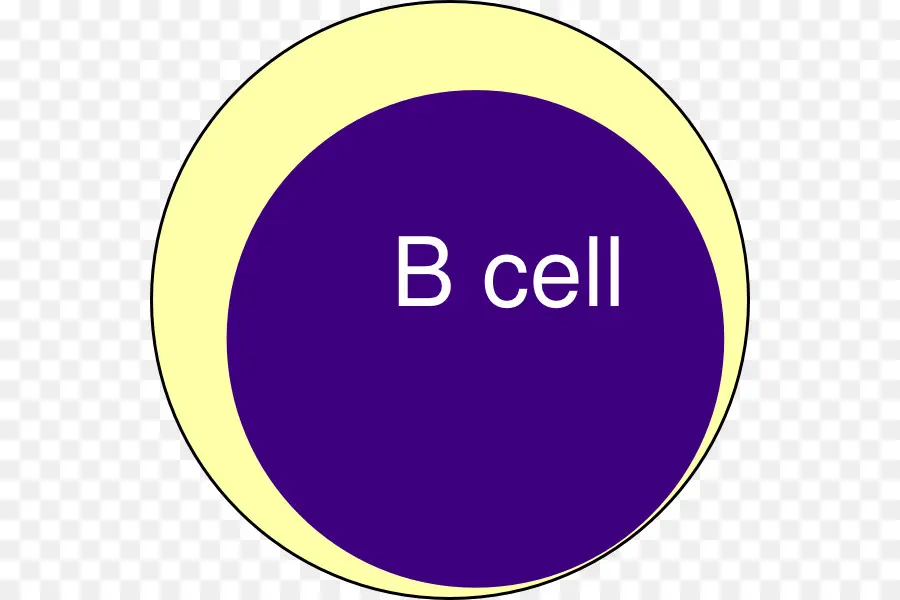 Cellule B，Cellule PNG