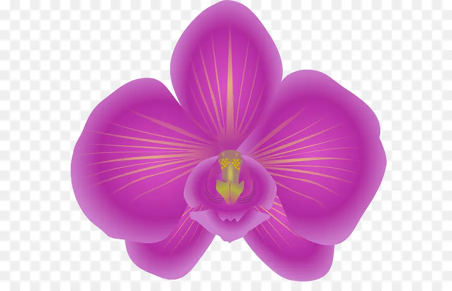 Orchidée Violette，Fleurir PNG