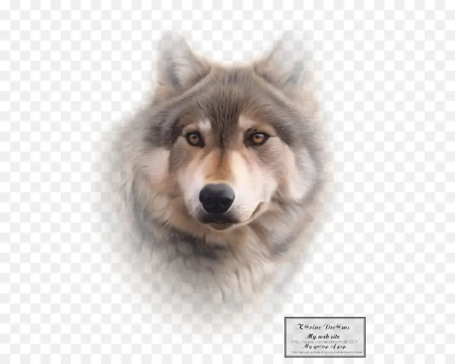 Saarloos Wolfdog，Wolfdog Tchécoslovaque PNG