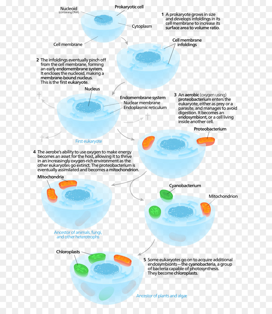 Diagramme D'évolution Cellulaire，Biologie PNG