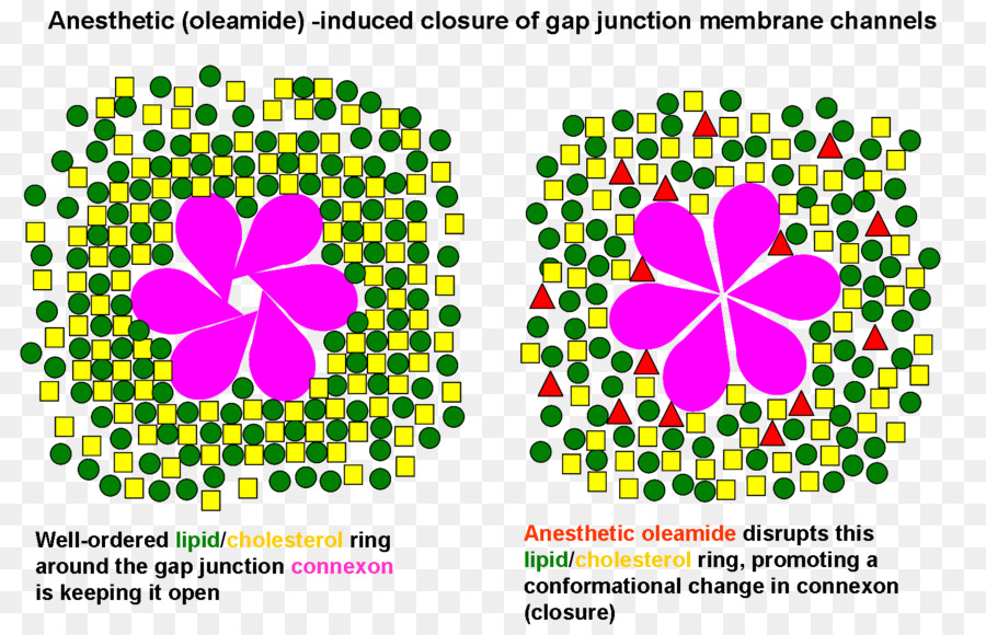 Jonctions Lacunaires，Anesthésique PNG