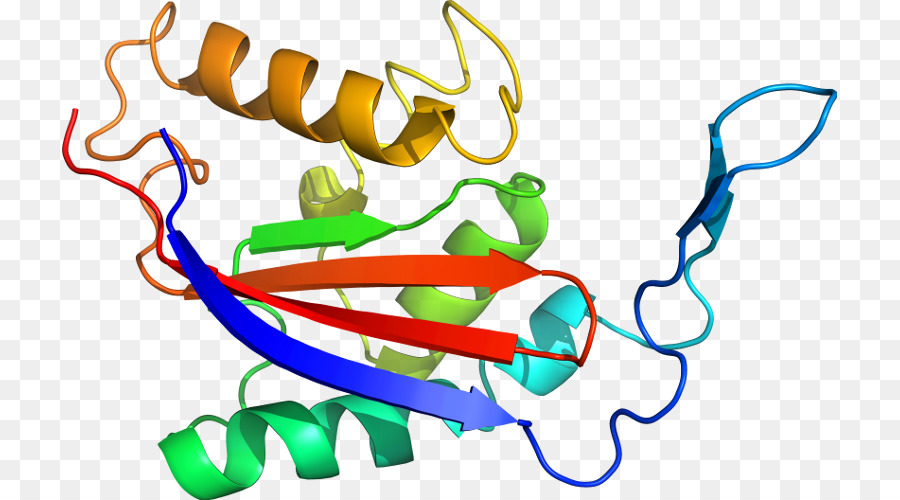 Structure Des Protéines，Molécule PNG