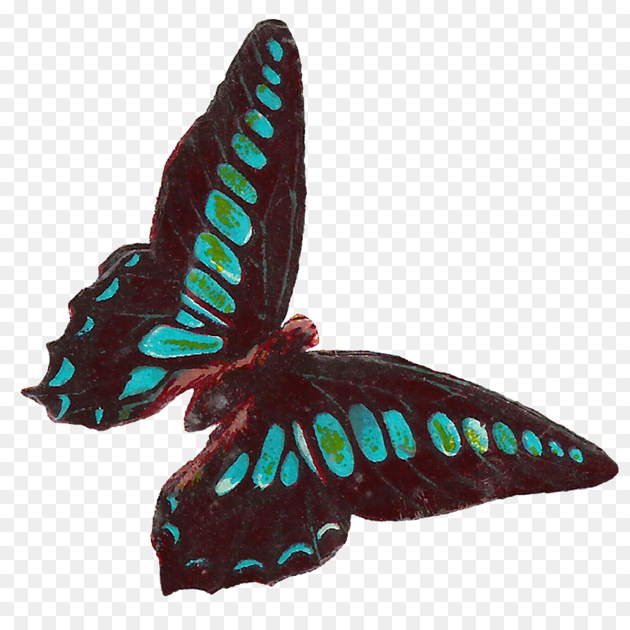 Papillon，Insecte PNG