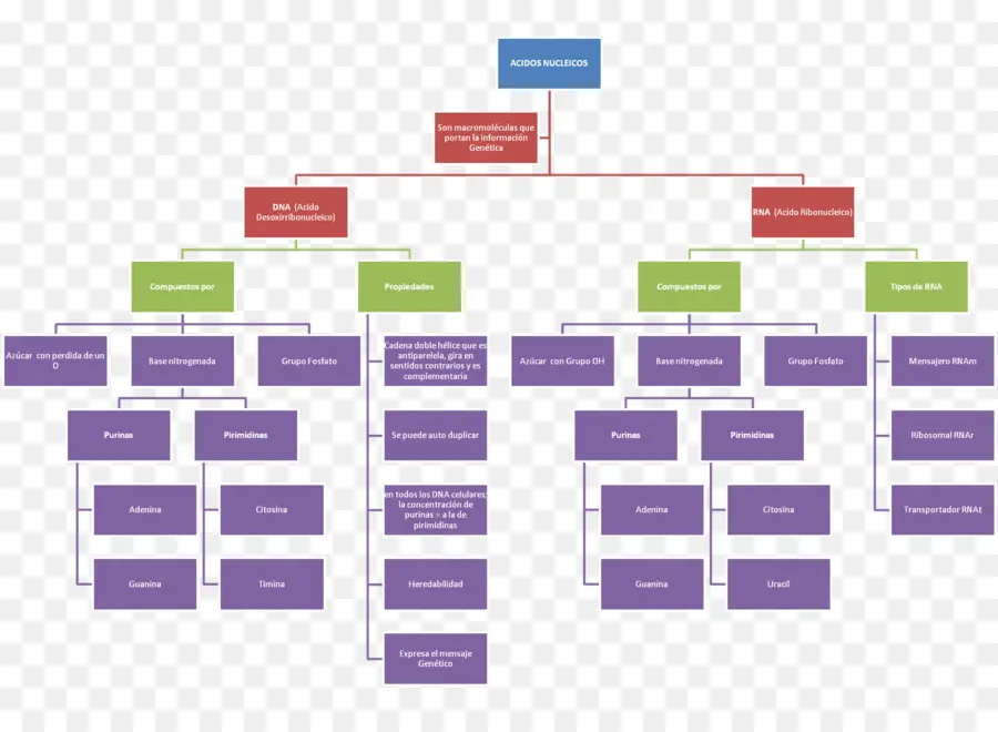 Organigramme，Processus PNG