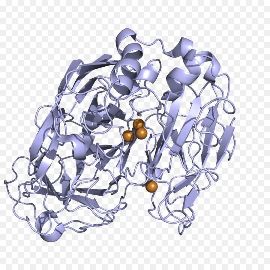 Laccase，Enzyme PNG