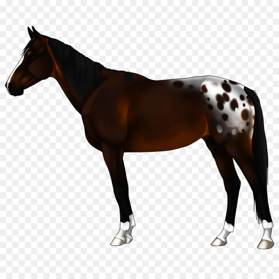 Cheval，équidé PNG