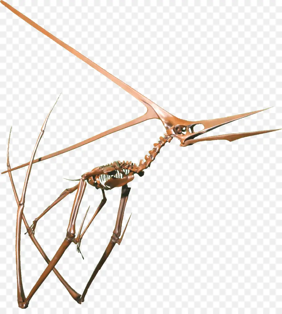 Nyctosaure，Pteranodon PNG