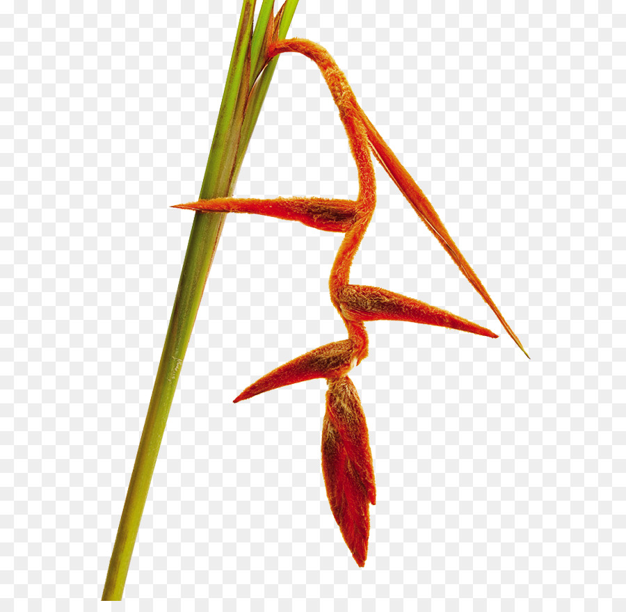 Glawster，Fleur PNG