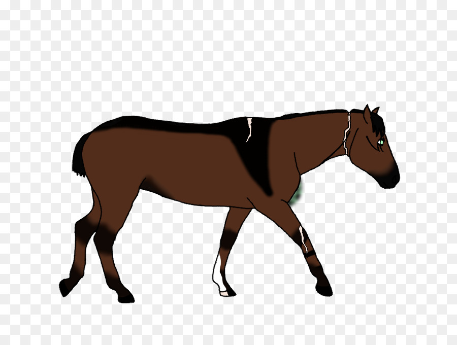 Cheval，équidé PNG