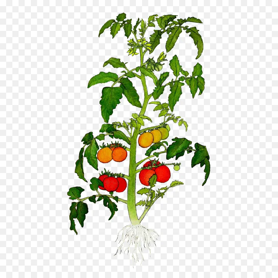 Plant De Tomate，Légume PNG