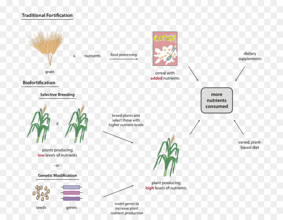 Nutriments，Nourriture PNG