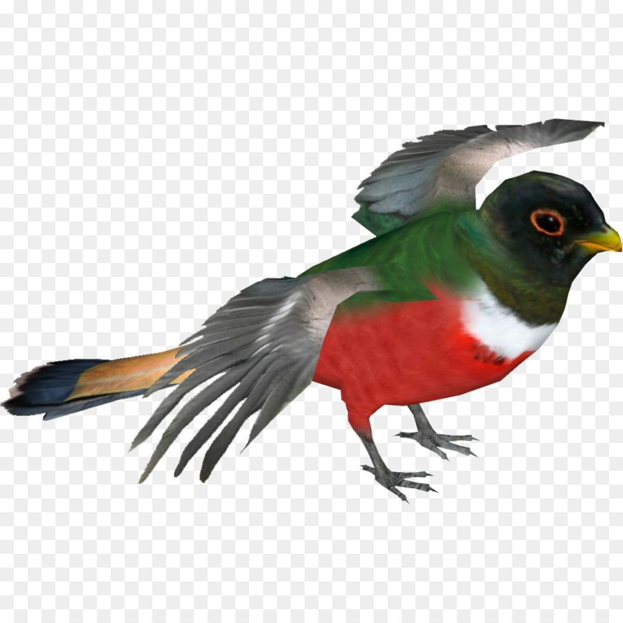 Oiseau，Plumes PNG