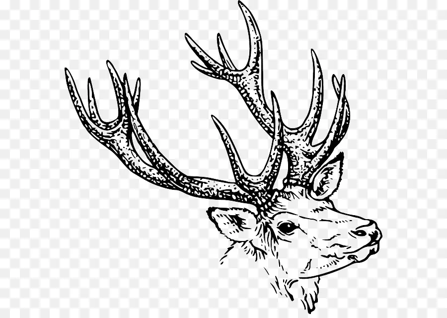 Wapiti，Bois PNG