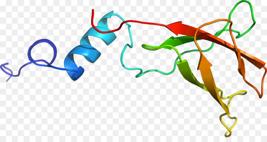 Structure Des Protéines，Molécule PNG