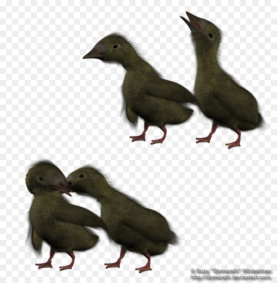 Canard，L Art PNG