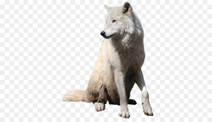 Loup，Blanc PNG